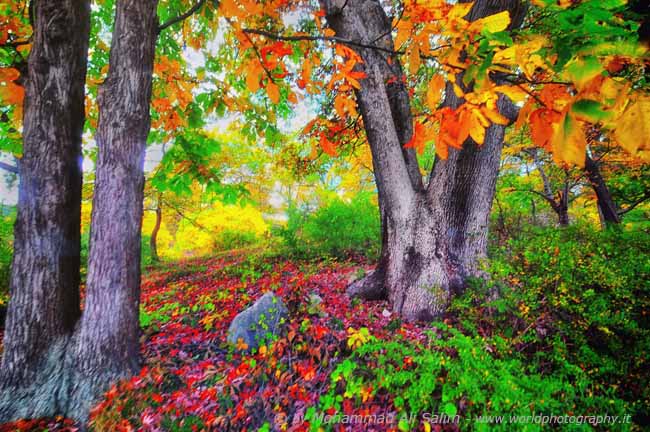 Autumn in Harriman